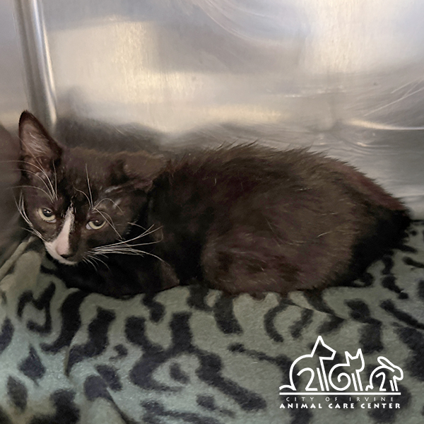 Shelter Stray Female Cat last seen CONSTRUCTION CIR W/CONSTRUCTION CIR S, 6443 Oak Canyon, Irvine, CA 92618, USA