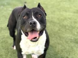 Shelter Stray Male Dog last seen , 957 N Gaffey St, San Pedro, CA 90731, USA