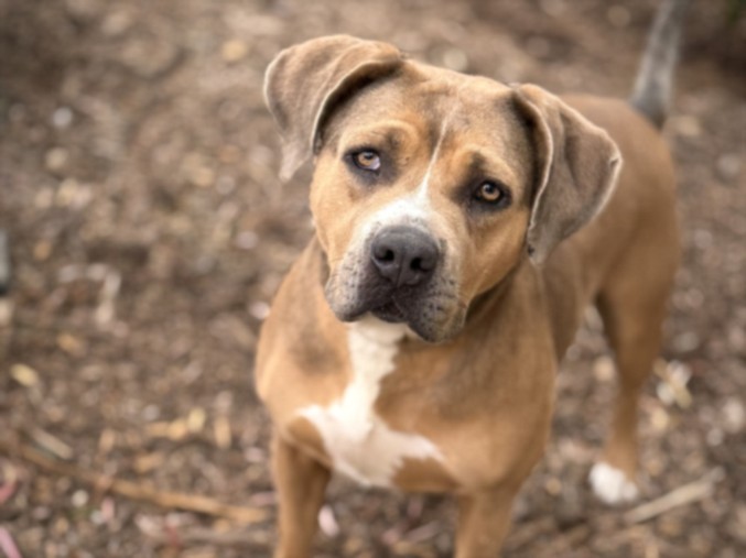 Shelter Stray Female Dog last seen , 957 N Gaffey St, San Pedro, CA 90731, USA