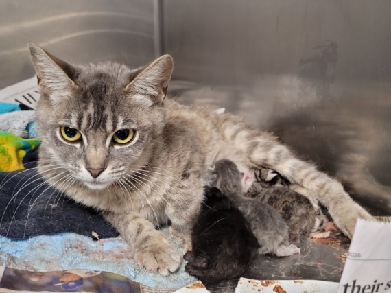 Shelter Stray Female Cat last seen , 957 N Gaffey St, San Pedro, CA 90731, USA