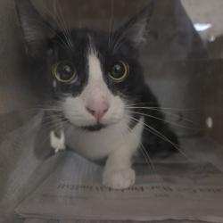 Shelter Stray Male Cat last seen , 957 N Gaffey St, San Pedro, CA 90731, USA