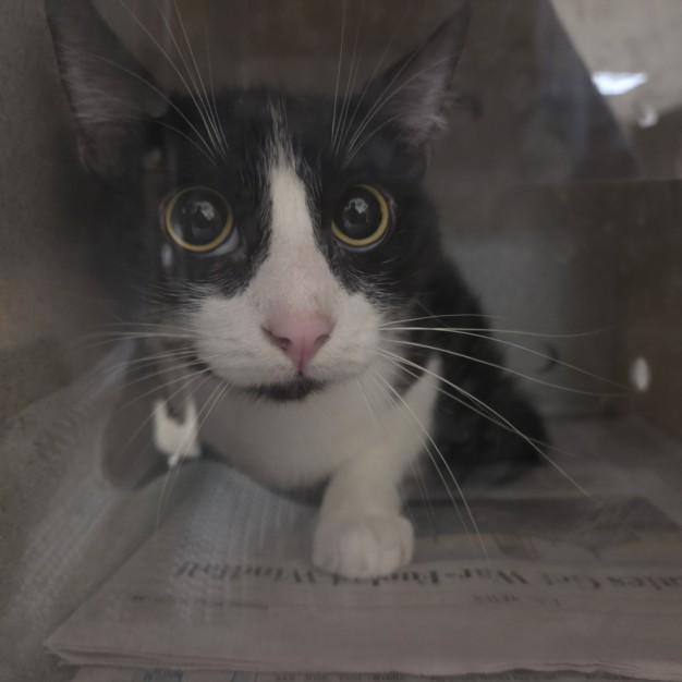 Shelter Stray Male Cat last seen , 957 N Gaffey St, San Pedro, CA 90731, USA