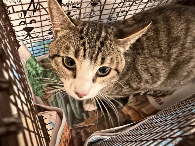 Shelter Stray Male Cat last seen , 957 N Gaffey St, San Pedro, CA 90731, USA