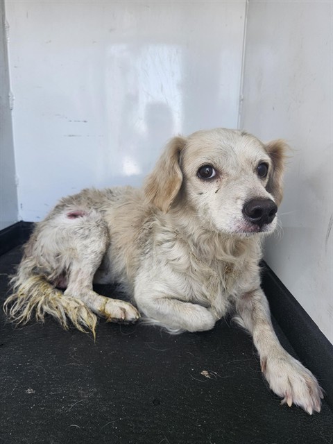 Shelter Stray Male Dog last seen Near BLK UNION AVE,BAKERSFIELD,CA, 201 S Mt Vernon Ave, Bakersfield, CA 93307, USA