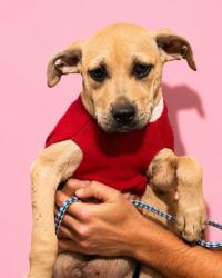 Shelter Stray Male Dog last seen Near BLOCK ARMSTRONG ST, 2020 Forest St, Jacksonville, FL 32204, USA