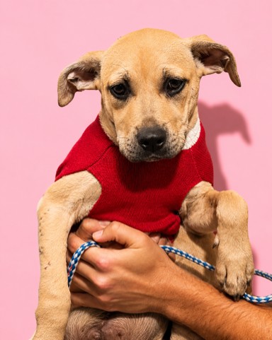 Shelter Stray Male Dog last seen Near BLOCK ARMSTRONG ST, 2020 Forest St, Jacksonville, FL 32204, USA