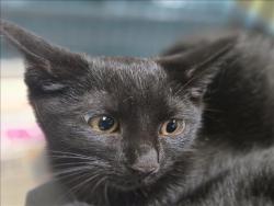 Shelter Stray Female Cat last seen , 3201 Lacy St, Los Angeles, CA 90031, USA