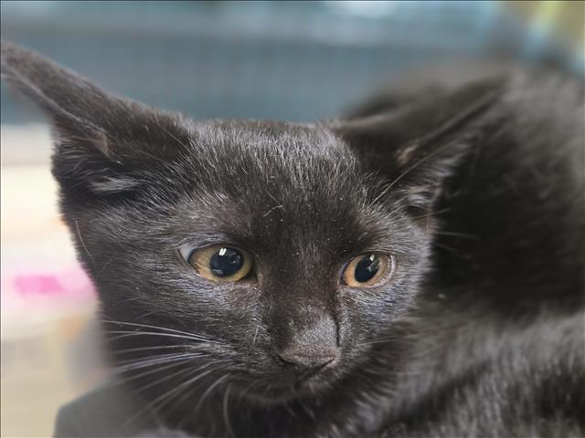 Shelter Stray Female Cat last seen , 3201 Lacy St, Los Angeles, CA 90031, USA