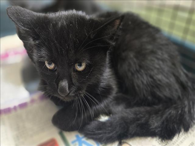Shelter Stray Female Cat last seen , 3201 Lacy St, Los Angeles, CA 90031, USA