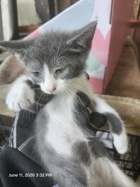 Shelter Stray Female Cat last seen Near BLOCK WILLIAMSBURG PL, 4710 TX-151, San Antonio, TX 78227, USA