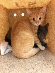Shelter Stray Male Cat last seen Near BLOCK COLLETT AVE, RIVERSIDE CA 92505, 6851 Van Buren Boulevard, Jurupa Valley, CA 92509, USA
