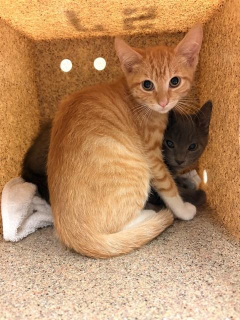 Shelter Stray Male Cat last seen Near BLOCK COLLETT AVE, RIVERSIDE CA 92505, 6851 Van Buren Boulevard, Jurupa Valley, CA 92509, USA