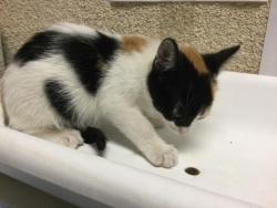 Shelter Stray Female Cat last seen Near BLOCK CORONET DR, RIVERSIDE, CA, 6851 Van Buren Boulevard, Jurupa Valley, CA 92509, USA