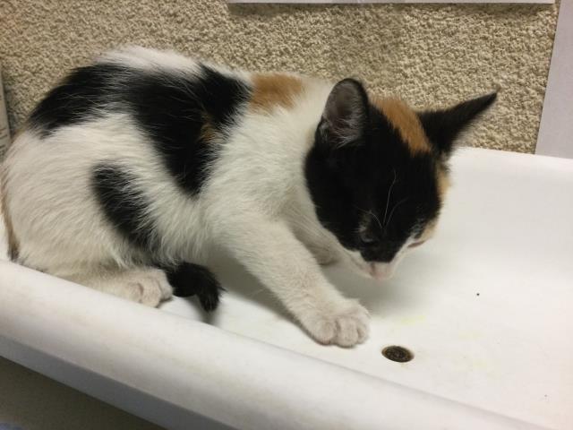 Shelter Stray Female Cat last seen Near BLOCK CORONET DR, RIVERSIDE, CA, 6851 Van Buren Boulevard, Jurupa Valley, CA 92509, USA
