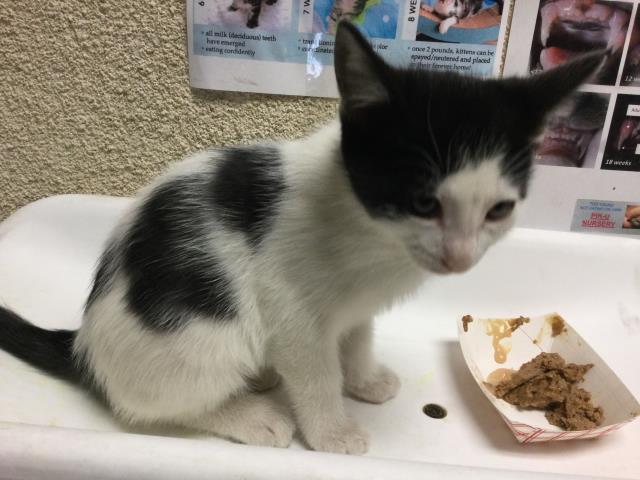Shelter Stray Male Cat last seen Near BLOCK CORONET DR, RIVERSIDE, CA, 6851 Van Buren Boulevard, Jurupa Valley, CA 92509, USA