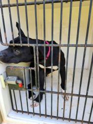 Shelter Stray Female Dog last seen MEDARIS, 4950 SW Triana Blvd, Huntsville, AL 35805, USA