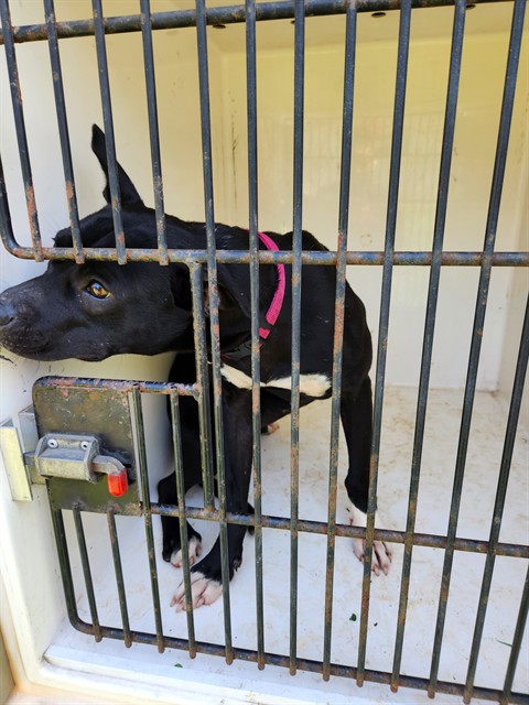 Shelter Stray Female Dog last seen MEDARIS, 4950 SW Triana Blvd, Huntsville, AL 35805, USA