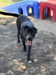 Shelter Stray Male Dog last seen E HIGHLAND AVE X PERRIS HILL PARK ACRD, 333 Chandler Pl, San Bernardino, CA 92408, USA