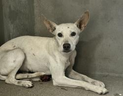 Shelter Stray Female Dog last seen Near BLOCK 7TH ST, 333 Chandler Pl, San Bernardino, CA 92408, USA