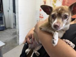 Shelter Stray Female Dog last seen Near BLOCK 20TH ST, 333 Chandler Pl, San Bernardino, CA 92408, USA