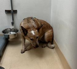 Shelter Stray Female Dog last seen Near BLOCK WASHINGTON AVE/3RD AVE,63136, 10521 Baur Blvd, Olivette, MO 63132, USA