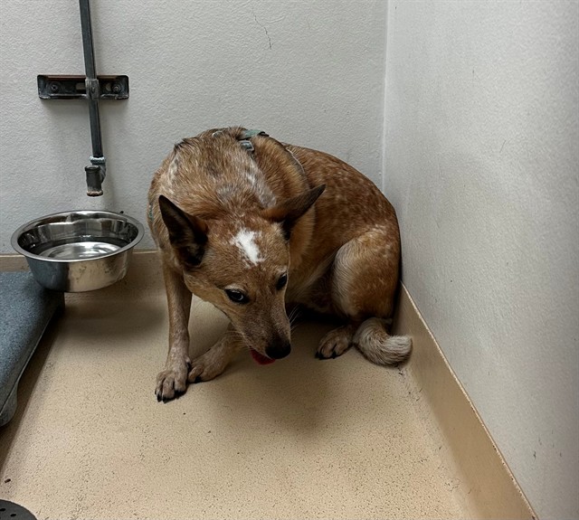 Shelter Stray Female Dog last seen Near BLOCK WASHINGTON AVE/3RD AVE,63136, 10521 Baur Blvd, Olivette, MO 63132, USA