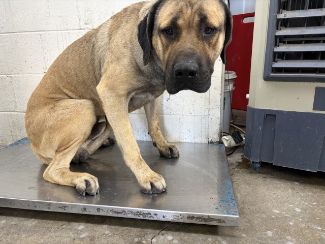 Shelter Stray Male Dog last seen Near BLOCK N. LILAC AVE., 333 Chandler Pl, San Bernardino, CA 92408, USA
