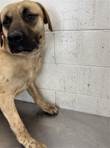 Shelter Stray Male Dog last seen Near BLOCK N. LILAC AVE., 333 Chandler Pl, San Bernardino, CA 92408, USA
