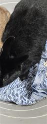 Shelter Stray Male Other last seen , 11361 W Pico Blvd, Los Angeles, CA 90064, USA