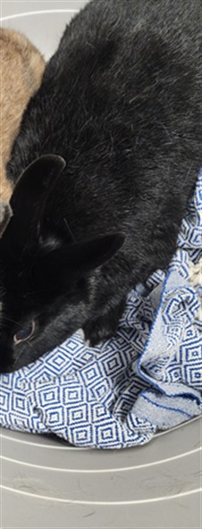 Shelter Stray Male Other last seen , 11361 W Pico Blvd, Los Angeles, CA 90064, USA