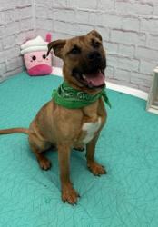 Shelter Stray Male Dog last seen Near BLOCK KENDALL ST, DETROIT MI 48238, 7401 Chrysler Dr, Detroit, MI 48211, USA
