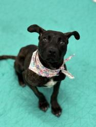 Shelter Stray Female Dog last seen Near BLOCK FENKELL ST, DETROIT, MI 48223, 7401 Chrysler Dr, Detroit, MI 48211, USA