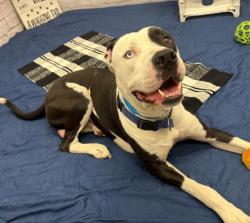 Shelter Stray Male Dog last seen Near BLOCK 25TH ST, DETROIT, MI 48216, 7401 Chrysler Dr, Detroit, MI 48211, USA