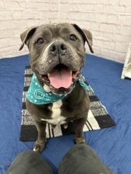 Shelter Stray Female Dog last seen Near BLOCK PAYTON ST, DETROIT MI 48224, 7401 Chrysler Dr, Detroit, MI 48211, USA
