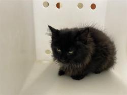 Shelter Stray Male Cat last seen Near BLOCK W LISBON AVE, 3839 W Burnham St, West Milwaukee, WI 53215, USA