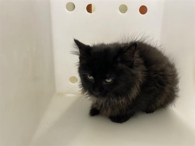 Shelter Stray Male Cat last seen Near BLOCK W LISBON AVE, 3839 W Burnham St, West Milwaukee, WI 53215, USA