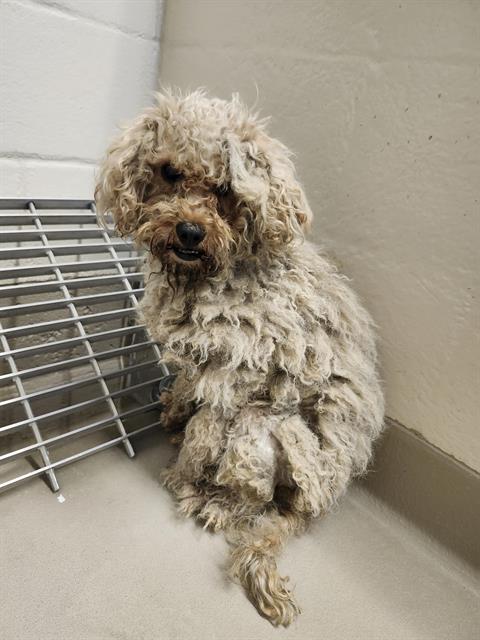 Shelter Stray Unknown Dog last seen Near BLOCK S 256TH ST, KENT WA 98032, 21615 64th Ave S, Kent, WA 98032, USA