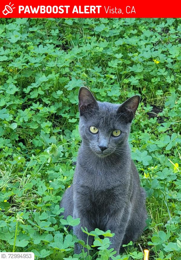 Lost Male Cat last seen Near Catalina ave vista, Vista, CA 92084