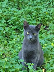Lost Male Cat last seen Near Catalina ave vista, Vista, CA 92084