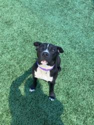 Shelter Stray Female Dog last seen Near BLOCK W ASHLAN AVE, FRESNO CA 93722 4379, 5277 E Airways Blvd, Fresno, CA 93727, USA