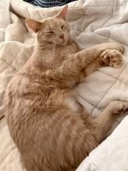 Lost Female Cat last seen Fairways North in Baldwinsville, Phoenix, NY 13135
