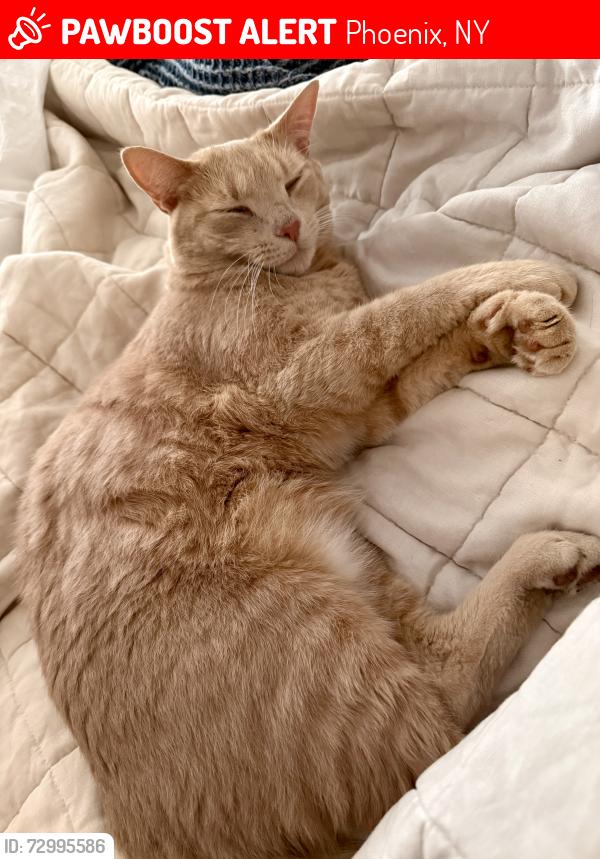 Lost Female Cat last seen Fairways North in Baldwinsville, Phoenix, NY 13135
