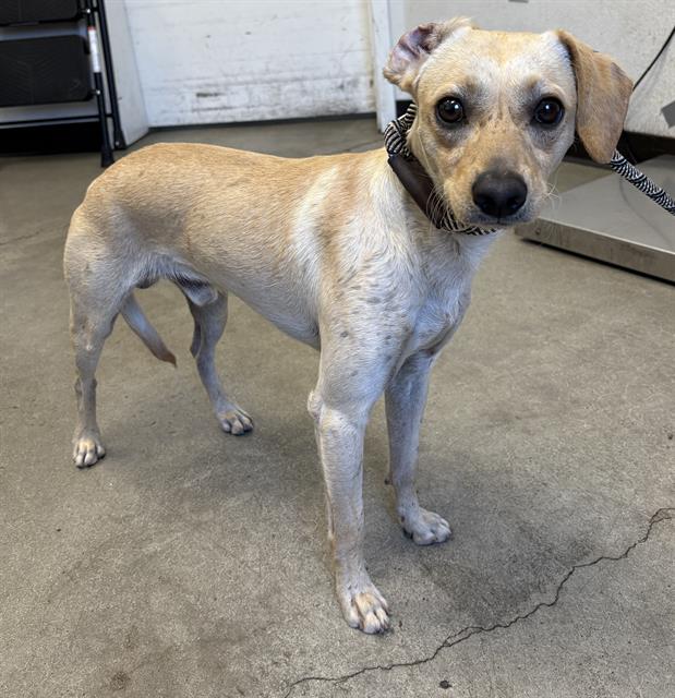 Shelter Stray Male Dog last seen Near BLOCK E THOMAS AVE, FRESNO CA 93728 3063, 5277 E Airways Blvd, Fresno, CA 93727, USA