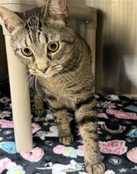 Shelter Stray Male Cat last seen Near BLOCK WINDING OAKS LN/OV, 232 Eslinger Way, Sanford, FL 32773, USA