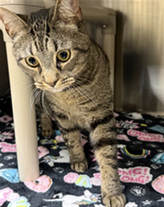 Shelter Stray Male Cat last seen Near BLOCK WINDING OAKS LN/OV, 232 Eslinger Way, Sanford, FL 32773, USA