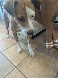 Shelter Stray Female Dog last seen Near BLOCK ELM ST, PUEBLO CO 81004, 4600 Eagleridge Pl, Pueblo, CO 81008, USA