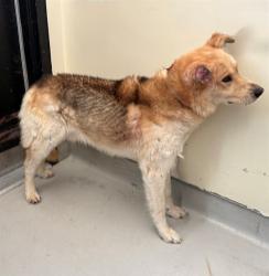 Shelter Stray Male Dog last seen , 5210 W Ave I, Lancaster, CA 93536, USA