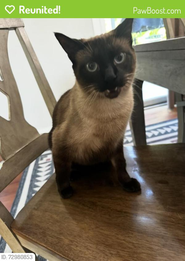 Reunited Male Cat last seen Highway 7, Excelsior, Chanhassen, , Excelsior, MN 55331