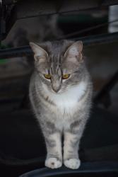 Lost Female Cat last seen Tv hwy and 209th, Aloha, OR 97006