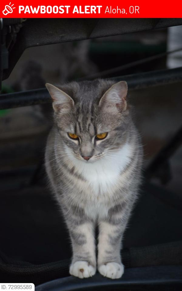 Lost Female Cat last seen Tv hwy and 209th, Aloha, OR 97006
